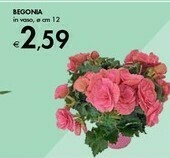 Bennet Begonia offerta