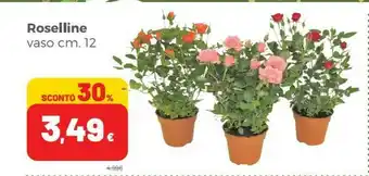 Coop Roselline Vaso offerta