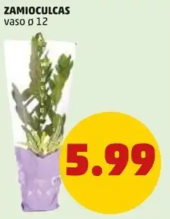 PENNY Zamioculcas vaso ø 12 offerta
