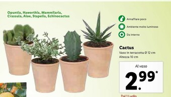 Lidl Cactus offerta