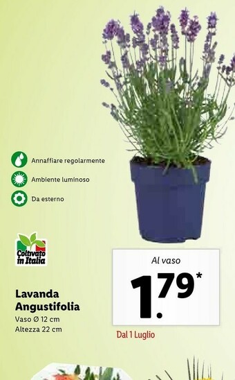 Lidl Lavanda Angustifolia offerta