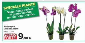 Carrefour Market Phalenopsis caleidos 2 rami offerta