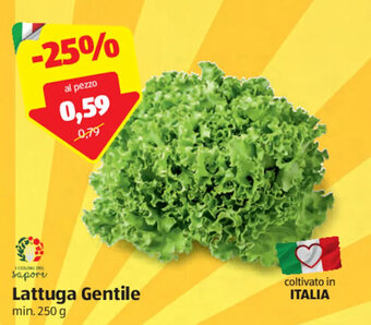 ALDI Lattuga Gentile min. 250 g offerta