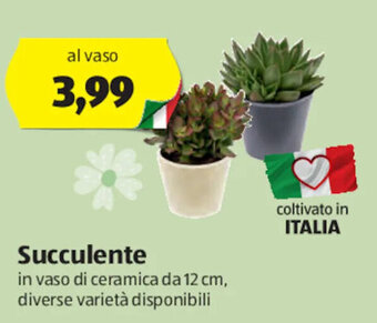 ALDI Succulente offerta