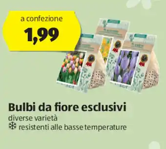 ALDI Bulbi da Fiore Esclusivi offerta