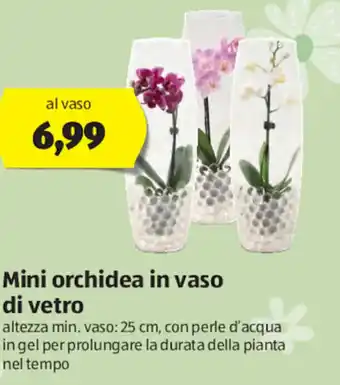 ALDI Mini Orchidea In Vaso Di Vetro offerta