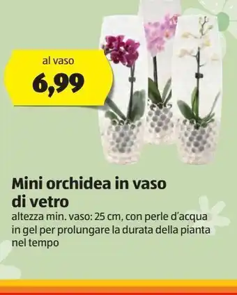 ALDI Mini orchidee in vaso di vetro offerta