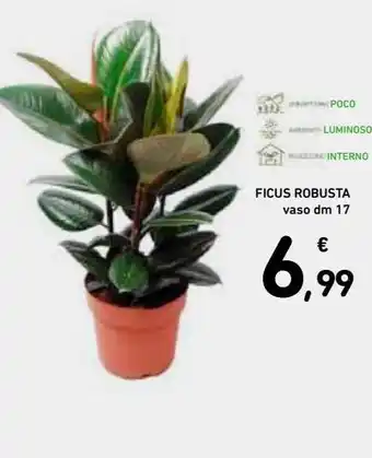 Spazio Conad Ficus robusta offerta