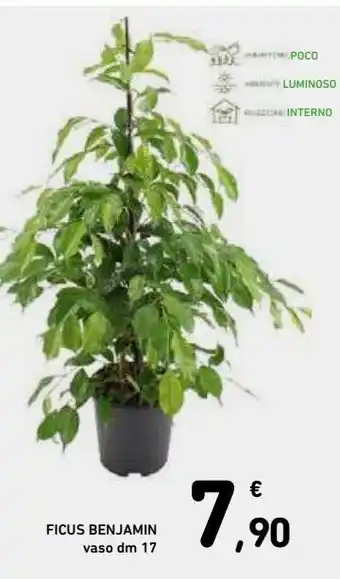 Ficus benjamin