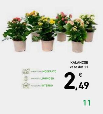 Kalanchoe