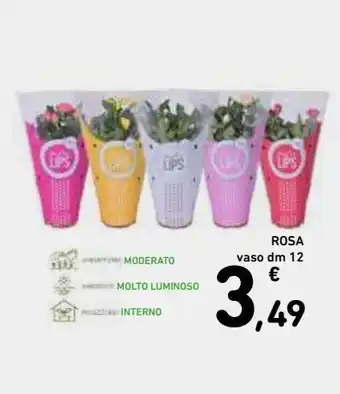 Spazio Conad Rosa offerta