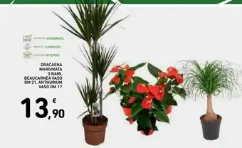 Spazio Conad Dracaena marginata 3 rami, beaucarnea , anthurium offerta