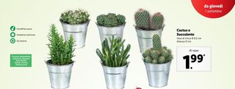 Lidl Cactus o succulente offerta
