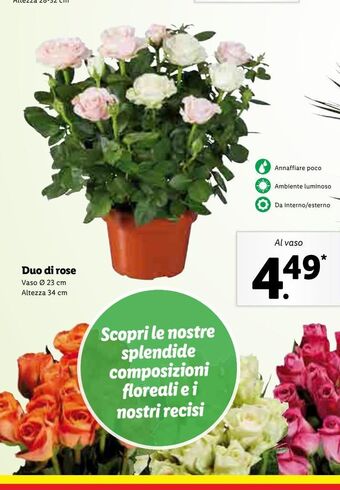 Lidl Duo di rose offerta