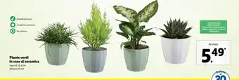 Lidl Piante verdi in vaso di ceramica offerta