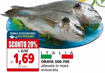 Il Gigante Orata 500-700 allevata in mare eviscerata offerta