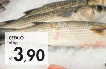 Bennet Cefalo offerta