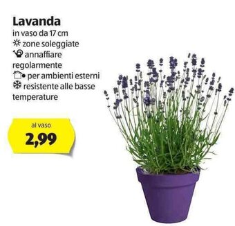 ALDI Lavanda offerta