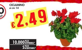 Bennet Ciclamino offerta