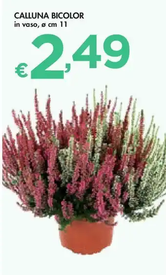 Bennet Calluna bicolor offerta