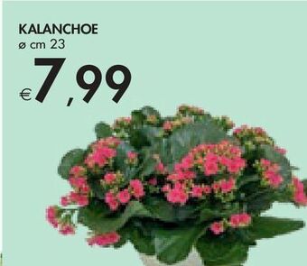 Bennet Kalanchoe offerta