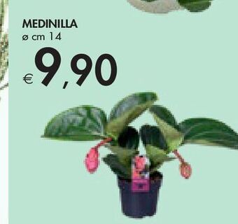 Bennet Medinilla offerta