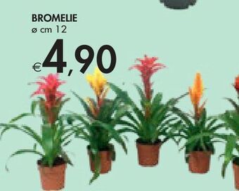 Bennet Bromelie offerta