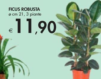 Ficus robusta