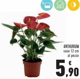 Conad Superstore Anthurium offerta