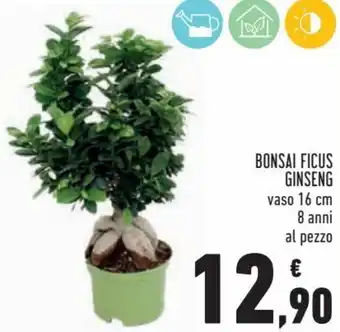 Conad Superstore Bonsai Ficus Ginseng offerta