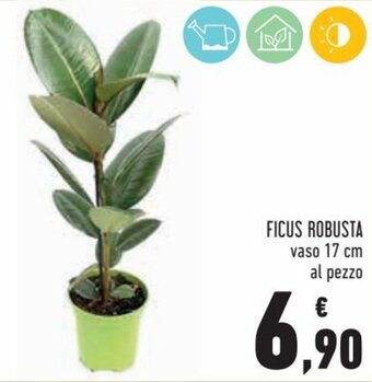 Conad Superstore Ficus Robusta offerta
