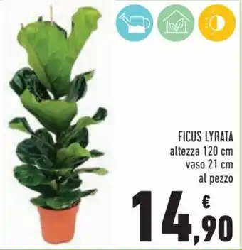 Conad Superstore Ficus Lyrata offerta