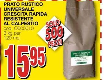 Prato rustico universale crescita rapida resistente al calpestio