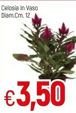 Famila Celosia In Vaso offerta