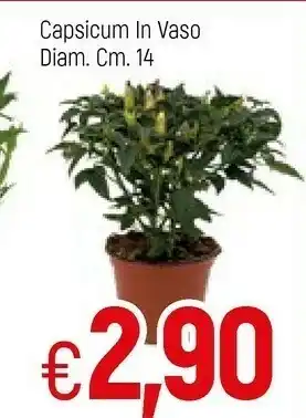 Famila Capsicum In Vaso offerta