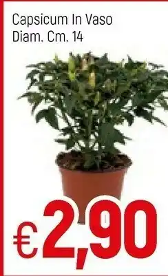 Famila Philips Capsicum In Vaso offerta