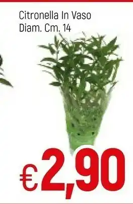 Citronella In Vaso