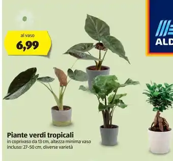 ALDI Piante verdi tropicali offerta