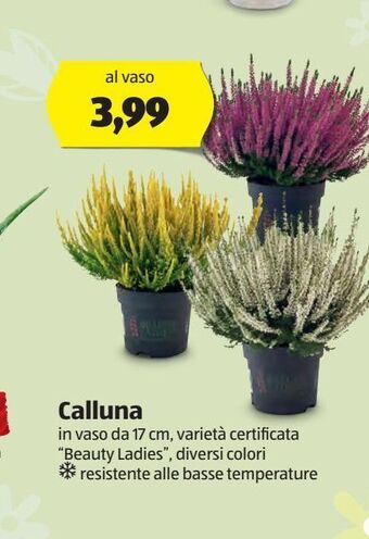 ALDI Calluna offerta