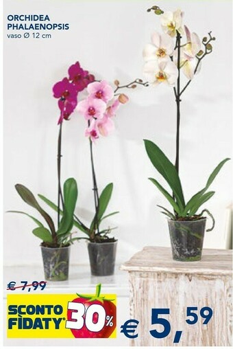 Esselunga Orchidea Phalaenopsis offerta