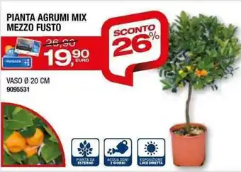 Pianta Agrumi Mix Mezzo Fusto