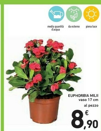 Conad Piante offerta