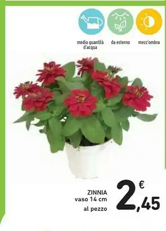 Conad Ambra Piante offerta