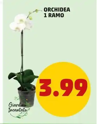 PENNY Orchidee 1 ramo offerta
