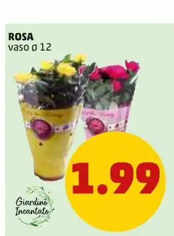 PENNY Rose offerta