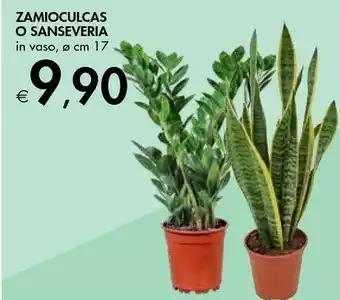 Bennet Zamioculcas O Sanseveria offerta