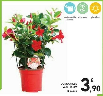 Conad Piante offerta