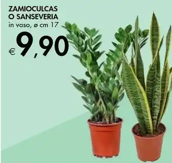 Bennet Zamioculcas/ Sanseveria offerta