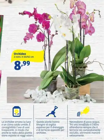 In'S Mercato Orchidea 2 rami h/60/65 cm offerta