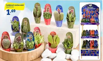In'S Mercato Zodiplant cactus mini offerta